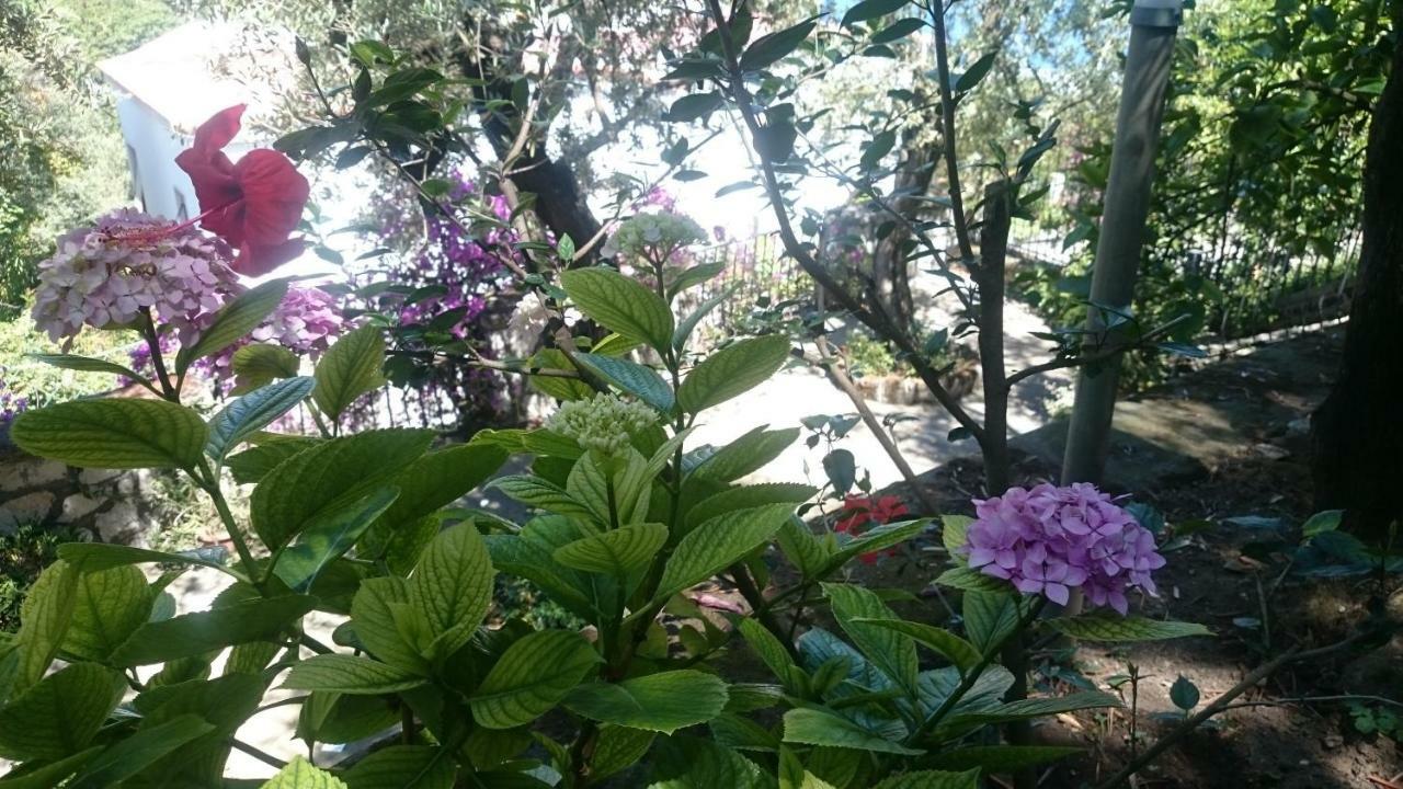 Villa L'Ulivina Sorrento Dış mekan fotoğraf